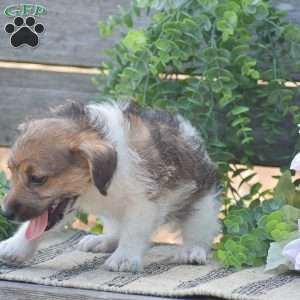 Elora, Jack-a-poo Puppy