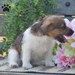 Elora, Jack-a-poo Puppy