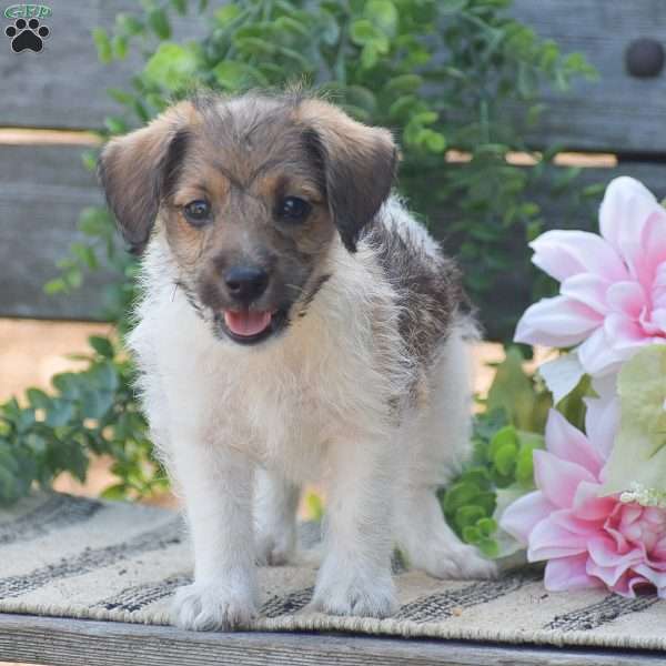 Elora, Jack-a-poo Puppy