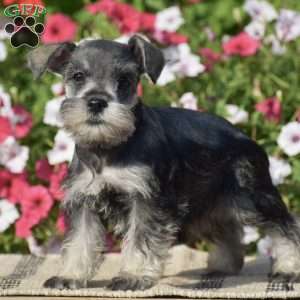 Annie, Miniature Schnauzer Puppy