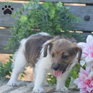 Elora, Jack-a-poo Puppy