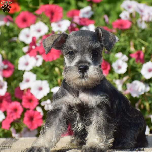 Annie, Miniature Schnauzer Puppy