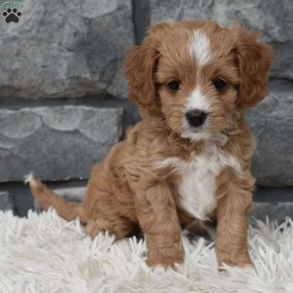 Millie, Cavapoo Puppy
