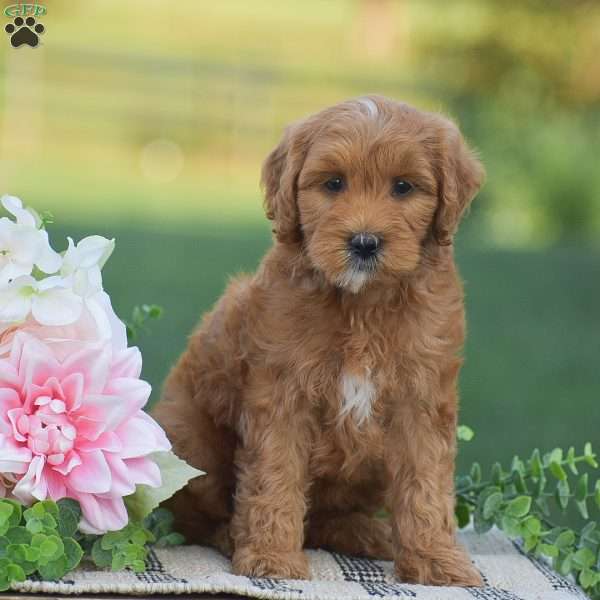 Raelynn-F1B, Mini Goldendoodle Puppy