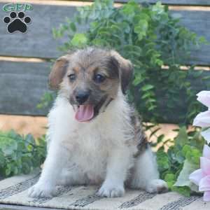 Elora, Jack-a-poo Puppy
