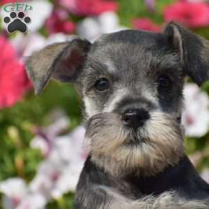 Annie, Miniature Schnauzer Puppy