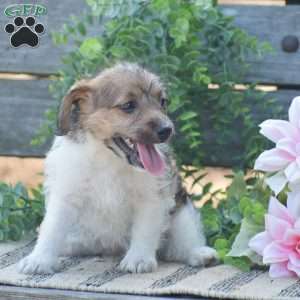 Elora, Jack-a-poo Puppy