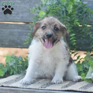 Elora, Jack-a-poo Puppy