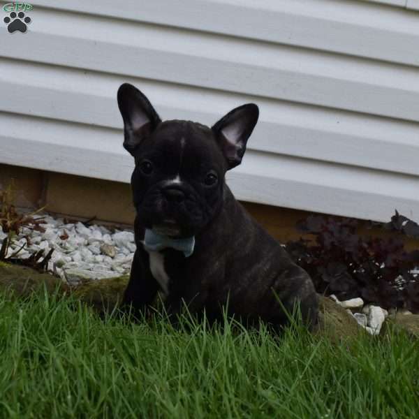 Fisher, French Bulldog Mix Puppy