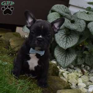 Fisher, French Bulldog Mix Puppy