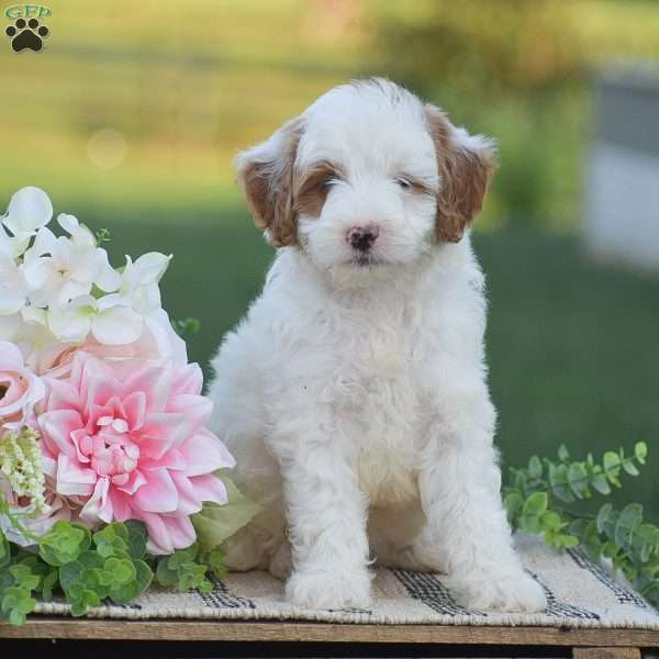 Romeo-F1B, Mini Goldendoodle Puppy