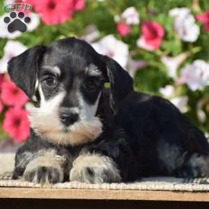 Aubrey, Miniature Schnauzer Puppy