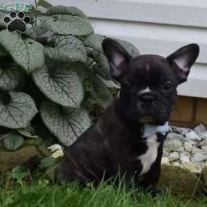 Fisher, French Bulldog Mix Puppy