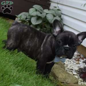 Fisher, French Bulldog Mix Puppy