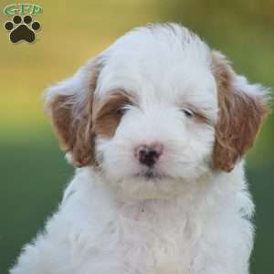 Romeo-F1B, Mini Goldendoodle Puppy