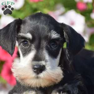 Aubrey, Miniature Schnauzer Puppy