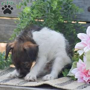 Ember, Jack-a-poo Puppy
