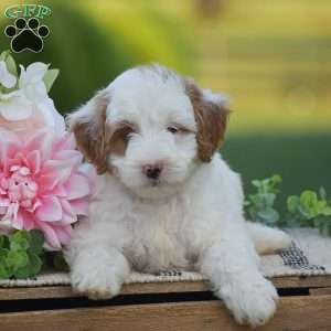 Romeo-F1B, Mini Goldendoodle Puppy