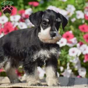 Aubrey, Miniature Schnauzer Puppy