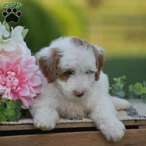 Romeo-F1B, Mini Goldendoodle Puppy
