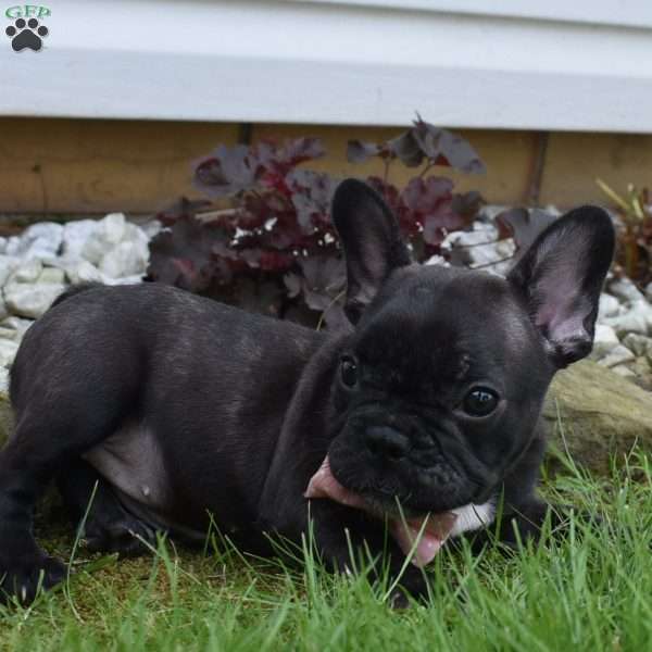 Faith, French Bulldog Mix Puppy