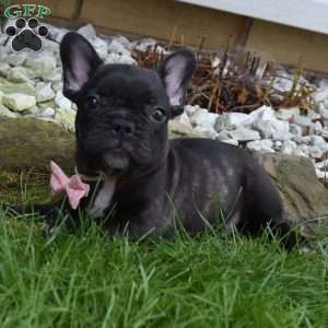 Faith, French Bulldog Mix Puppy