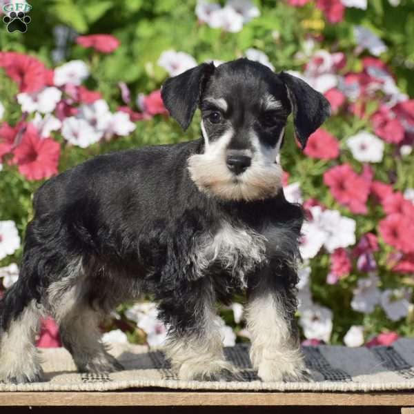 Aubrey, Miniature Schnauzer Puppy