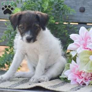Ember, Jack-a-poo Puppy