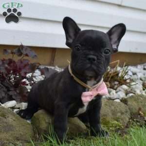 Faith, French Bulldog Mix Puppy