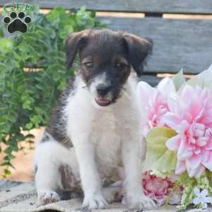 Ember, Jack-a-poo Puppy