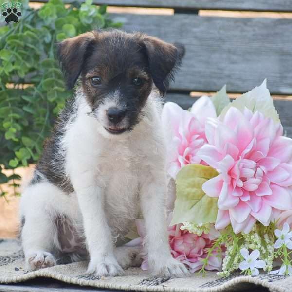Ember, Jack-a-poo Puppy