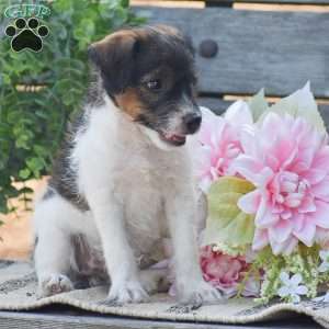 Ember, Jack-a-poo Puppy