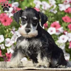 Aubrey, Miniature Schnauzer Puppy