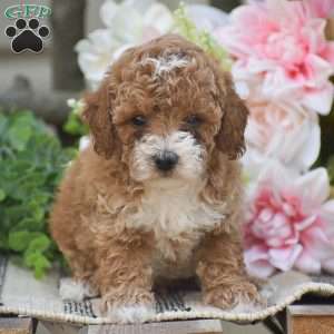 Kyle, Toy Poodle Puppy