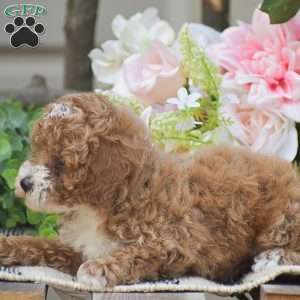 Kyle, Toy Poodle Puppy