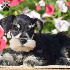 Abigail, Miniature Schnauzer Puppy