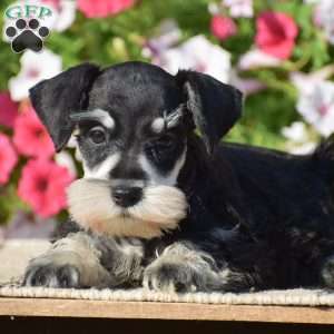 Abigail, Miniature Schnauzer Puppy