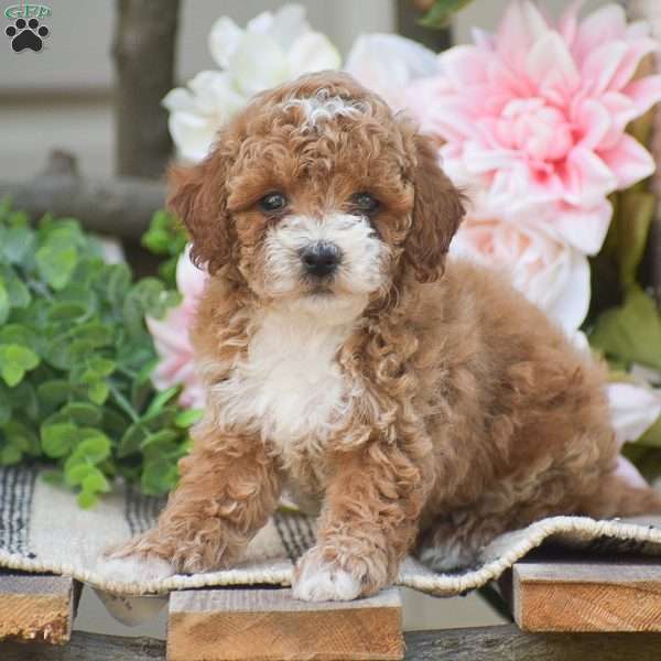 Kyle, Toy Poodle Puppy