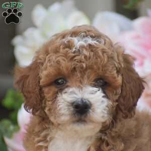 Kyle, Toy Poodle Puppy