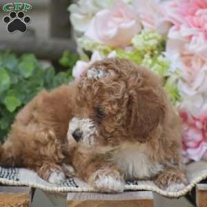 Kyle, Toy Poodle Puppy