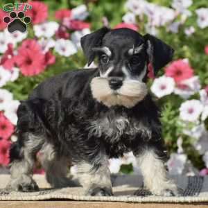 Abigail, Miniature Schnauzer Puppy