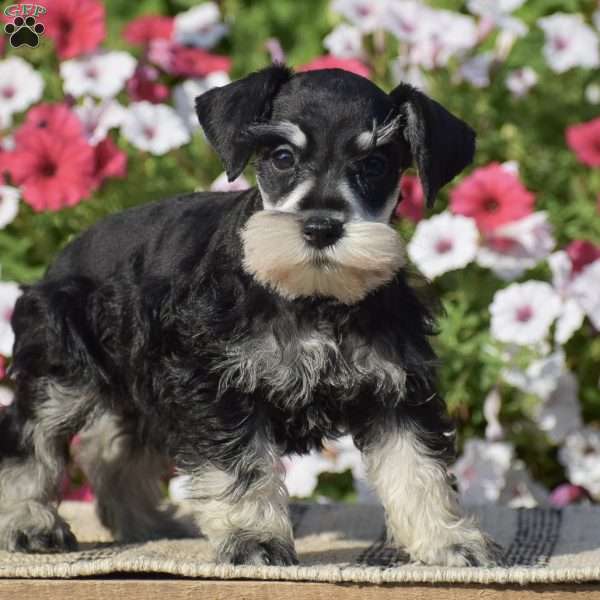 Abigail, Miniature Schnauzer Puppy