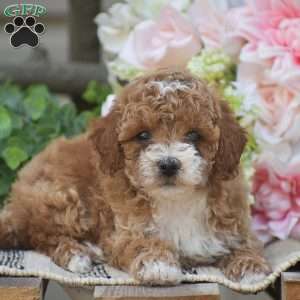 Kyle, Toy Poodle Puppy