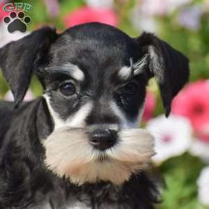 Abigail, Miniature Schnauzer Puppy