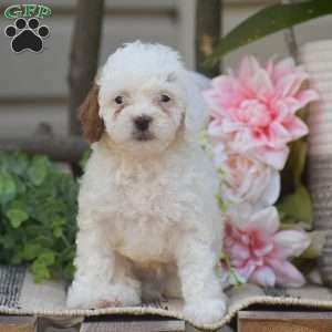 Koby, Toy Poodle Puppy