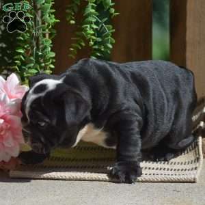 Panda, English Bulldog Puppy