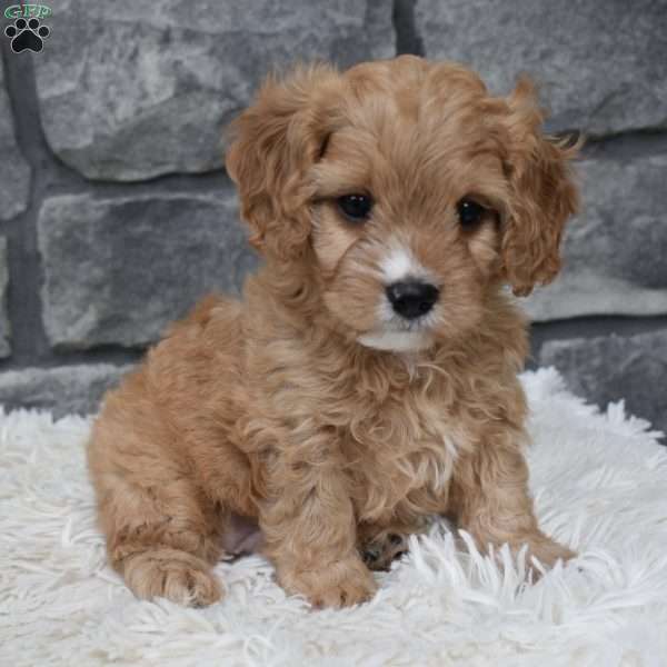 Rocky, Cavapoo Puppy
