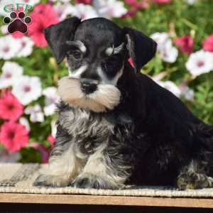 Abigail, Miniature Schnauzer Puppy