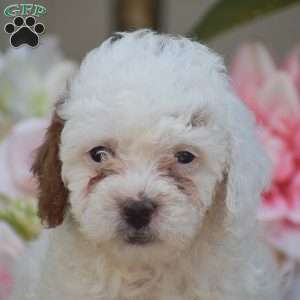 Koby, Toy Poodle Puppy