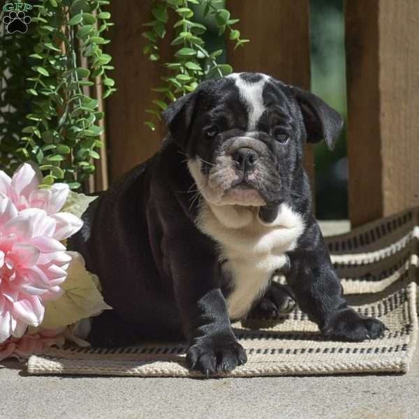 Panda, English Bulldog Puppy